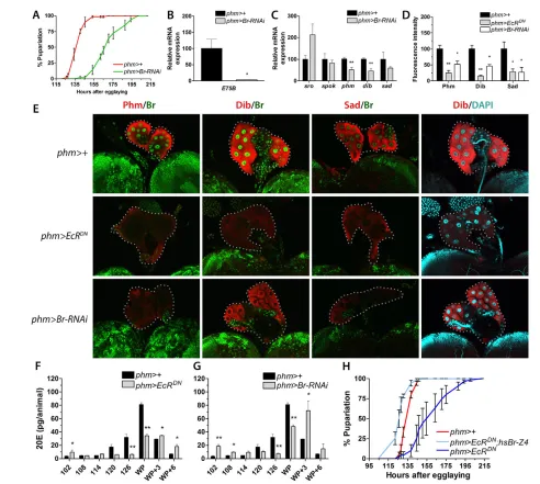 Fig. 4. Br is EcR dependent and necessary for the expression of ecdysone biosynthesis genes and the timing of pupariation