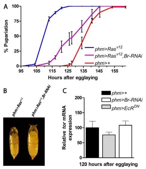 Fig. 5. Ecdysone feedback amplifies steroid biosynthesis downstreamof PTTH/Torso.pupal size of  (A) Knockdown of br delays precocious pupariation in larvaeexpressing RasV12 (a constitutively activate form) in the PG