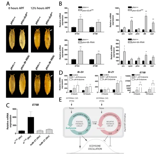 Fig. 6. EcR and Br are required for suppressing ecdysone synthesis after pupariation. (A) Animals with reduced PG activity of EcR (phm>EcRDN) and Br(phm>Br-RNAi) form normal white puparia [0 hours after puparium formation (APF)] but fail in the prepupal-to