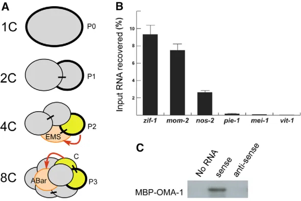 Fig. 1. OMA-1 binds to the mom-2vivointeractions (red arrows) in early embryos. Stages of embryosshown in all figures are indicated by the number ofblastomeres