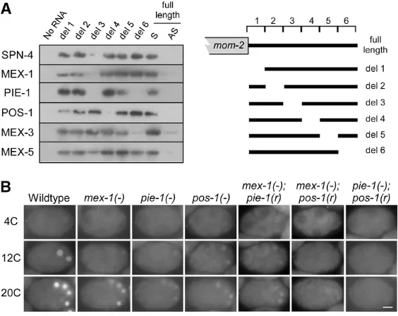 Fig. 3. MEX-1, PIE-1 and POS-1 promote GFP::H2Bmom-2backgrounds. Scale bar: 10 corresponding to either the full-length or deleted versions(del1-del6) of the S and AS denote sense and antisense RNAs, respectively.POS-1, SPN-4, MEX-1, MEX-3 and MEX-5 were as