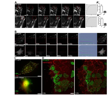 Fig. 2. FF exhibits longer residence times on FAs compared with FRNK, and blocks FA turnover and cell migration