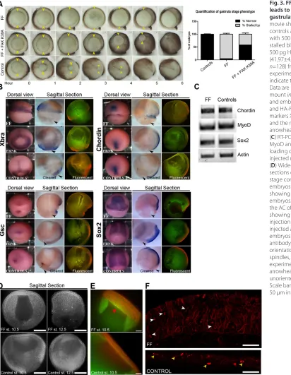 Fig. 3. FF expression in the ACleads to epiboly failure and