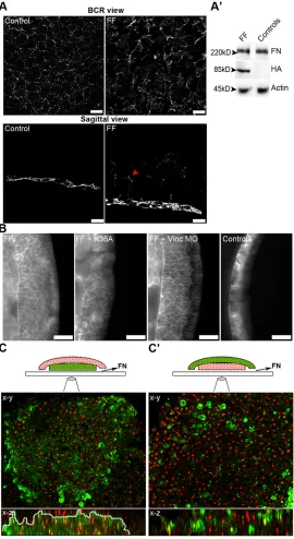 Fig. 4. FF expression blocks a FN-dependent polarizing signalduring Xenopus epiboly. (A) Confocal images of the FN matrixon the BCR of control and FF-GFP-injected embryos at stage 11and sagittal sections from embryos of the same experimentshowing ectopic F