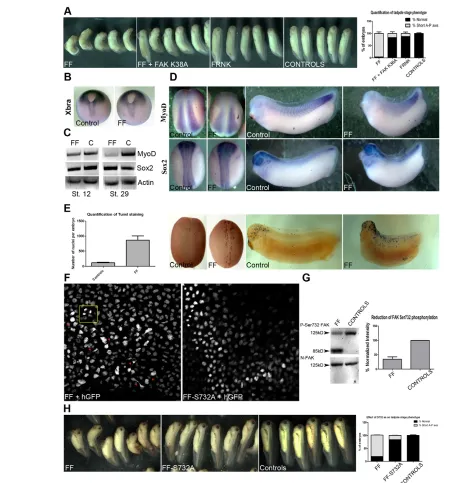 Fig. 6. FF expression leads to loss of mesoderm in a Ser732-dependent manner. (A) Injection of 500 pg FF into the DMZ of four-cell stage embryosleads to severe shortening of the A-P axis when compared with control (95.83±6.45%, n=149) and with FRNK-injecte