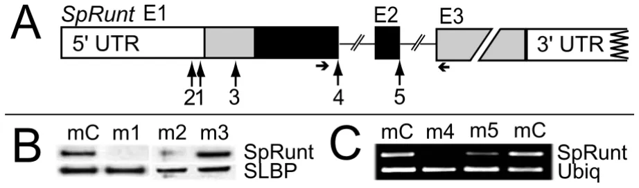 Figure 1Morpholino antisense targeting of SpRuntis black. Horizontal arrows indicate the positions of primers used for the RT-PCR shown in (C)
