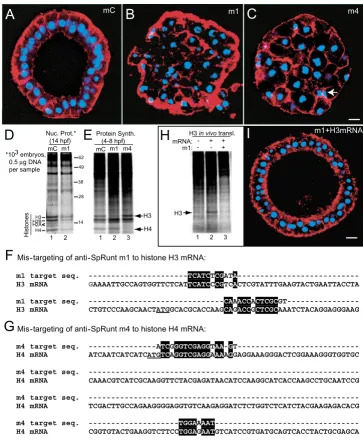 Figure 2Embryos injected with anti-SpRunt m1 and m4 undergo a mitotic catastrophe caused by antisense mis-targeting to histone mRNA