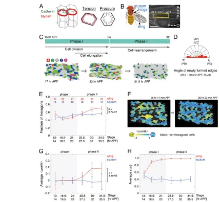 Fig. 1. Packing and alignment of hexagonal cells in the Drosophilawing or scutum were calculated, and the mean ± s.d