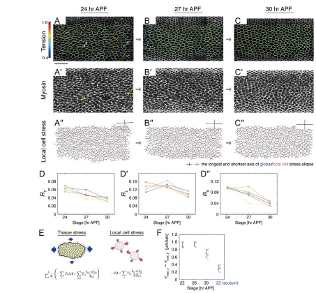 Fig. 2. Stress in the wing was stronger along the PD axis, when hexagonal cell packing occurred