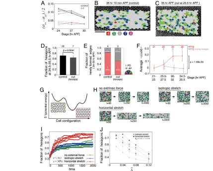 Fig. 3. Anisotropic tissue stress promoted hexagonal packing. (circles, respectively. In D-F, the numbers of flies examined are indicated at the top