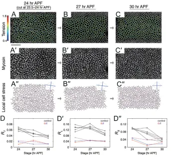 Fig. 4. The pattern of local cell stresses/celljunction tensions was dependent on