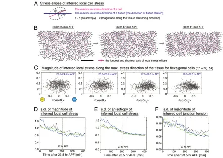 Fig. 5. The alignment of local cell stresses/cell junction tensions with global tissue stress during hexagonal cell packing