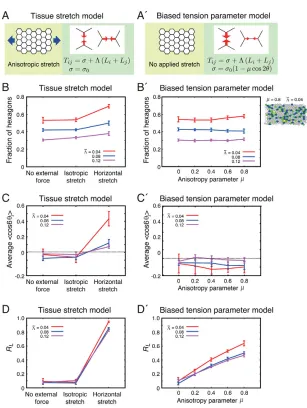 Fig. 6. Comparison between two mechanisms of cellrearrangement in hexagonal cell packing by