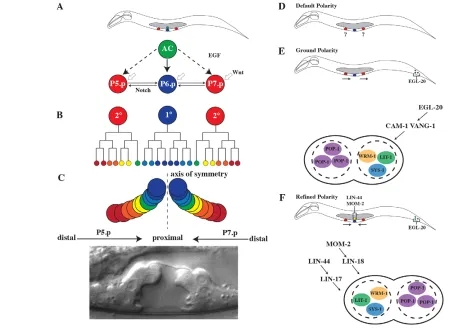 Fig. 1. C. elegans vulval development. (A) Schematic of vulval induction illustrating sources of EGF, Notch and Wnt