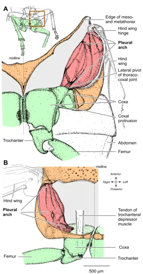 Figure 1Structure of the internal skeleton of the metathorax of AphrophoraStructure of the internal skeleton of the metathorax of Aphrophora