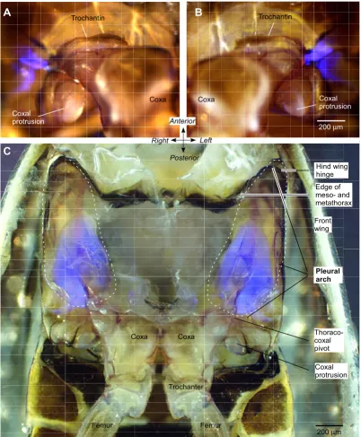 Figure 2Fluorescent structures in the metathorax of Aphrophora and PhilaenusFluorescent structures in the metathorax of Aphrophora and Philaenus