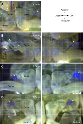 Figure 4Development of fluorescence during maturation of successive larval stages of PhilaenusDevelopment of fluorescence during maturation of successive larval stages of Philaenus