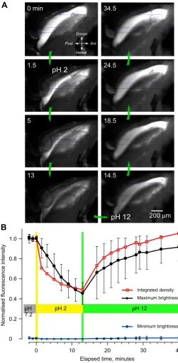 Figure 5Changes in the intensity of fluorescence with pHChanges in the intensity of fluorescence with pH