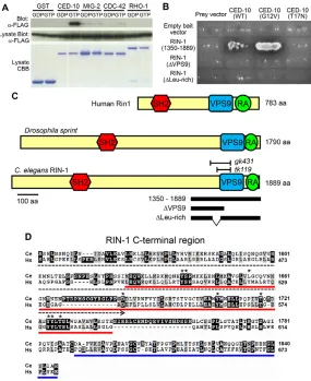 Fig. 1. C. elegans RIN-1 specifically interacts with theGTP-bound form of CED-10. (A) Pulldown binding assayusing GST or the GST-fused Rho GTPase proteins