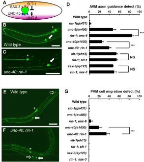 Fig. 3. rin-1 acts in the same genetic pathway as slt-1/sax-3 but in a distinct pathway from unc-6/unc-40