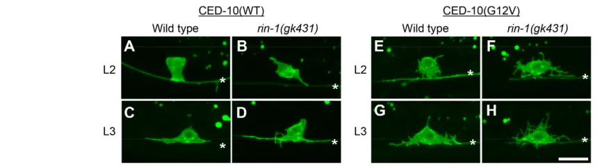 Fig. 5. RIN-1 regulates actin localization in the developing HSN neuron. (mutants. (HSN neurons of wild type (A,B), at the anterior/ventral side of the cell body