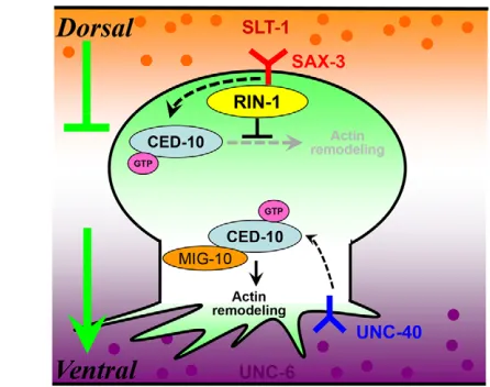 Fig. 7. Model of RIN-1 function in cell migration and/or axonguidance. RIN-1 may downregulate CED-10 activity by directly bindingto the active form of the protein