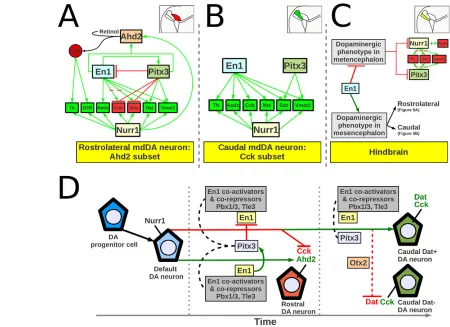 Fig. 9. Model for interplay of En1 and Pitx3 in mdDA subset specification. (A) En1 and Pitx3 cooperatively drive expression of the Nurr1 targetgenes Dat, Th and Ahd2 in a rostrolateral subset of mdDA neurons (marked by Ahd2; red in schematic)
