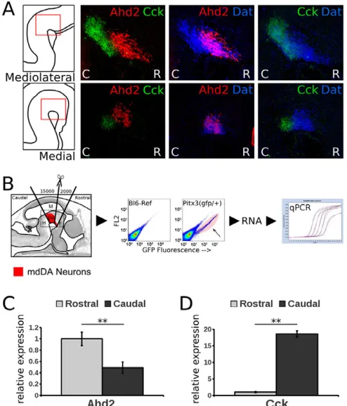 Fig. S1). To analyze the DA system in these mice, we compared the–/–