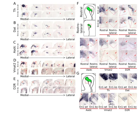 Fig. 4. Nurr1 and Pitx3 target genes are downregulated in the mdDA area, but ectopically expressed in the metencephalic area in En1expression in the metencephalon of magnifications of the affected rostrolateral area (red box in mdDA schematics; whole mdDA 