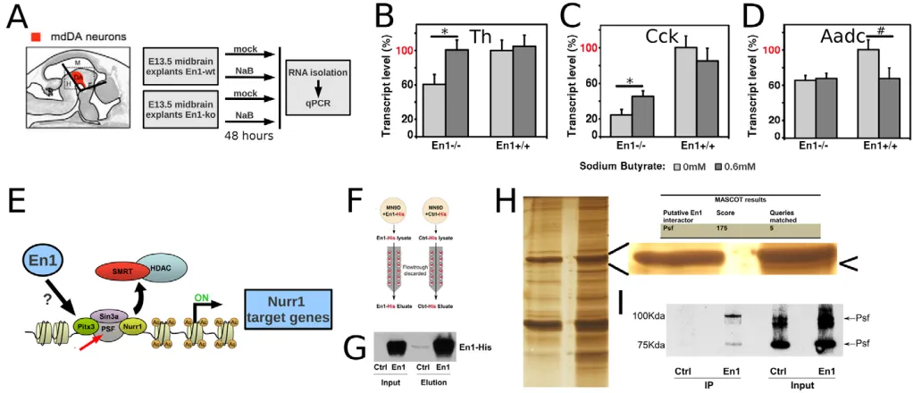 Fig. 7. Interference with HDAC-mediated repression in En1expression (En1for 48 hours. mRNA was then isolated and subjected to qPCR (Cck-deficient midbrains restores Th and Cck expression