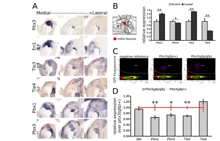 Fig. 8. Transcripts of Pbx1Pitx318S, Pbx3 and Tle3, encoding En1-modulating proteins, are downregulated in Pitx3-deficient embryos