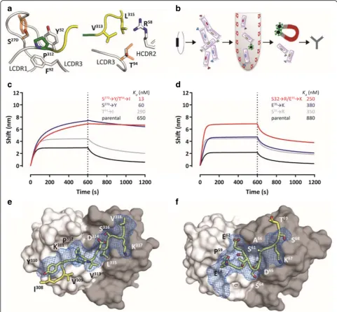 Fig. 2 Generation of affinity-improved mutants of CBTAU-27.1 and CBTAU-28.1A8119 and A7731, respectively