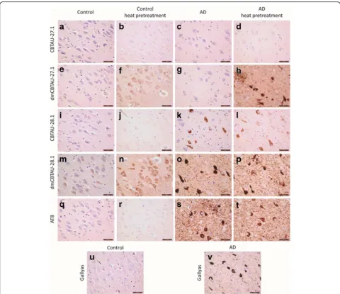 Fig. 3 Detection of immunoreactivity in human brain tissue by CBTAU-27.1 and CBTAU-28.1 and affinity-improved variants