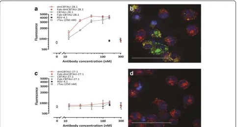 Fig. 6 CBTAU-28.1, but not CBTAU-27.1, enhances uptake of tau aggregates into microglial BV2 cells.labelled with pHrodo Green dye and incubated with chimeric versions (containing mouse instead of human Fc region) of CBTAU-28.1, dmCBTAU-28.1, a and c Aggreg