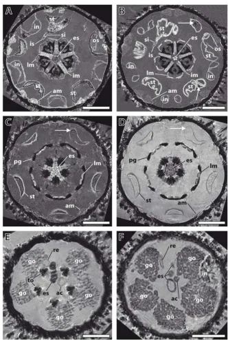 Figure 1Psammechinus miliarisArrows indicate paramagnetic gut content. (C), (D) Effects of a contrast agent on image quality