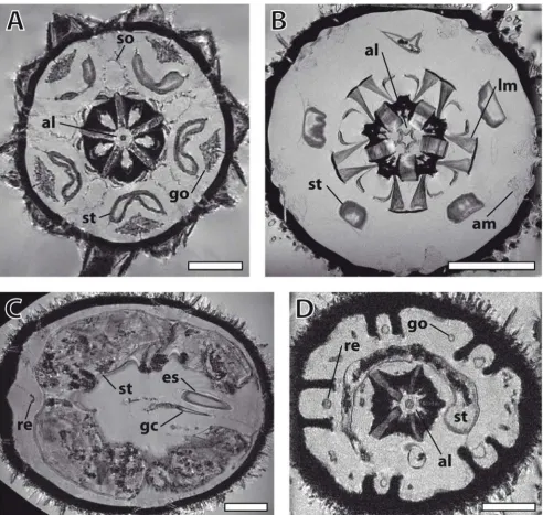 Figure 2Selected horizontal magnetic resonance imaging sections of different sea urchin species taken from Additional files 3, 4, 5, 6seen