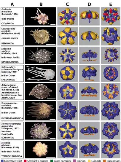 Figure 3Overview chart showing analyzed specimens of 'regular' sea urchins and corresponding 3D reconstructions of selected internal scanned specimen, aboral view