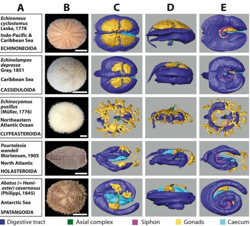 Figure 4nal organsselected internal organsOverview chart showing analyzed specimens of irregular sea urchins and corresponding 3D reconstructions of selected inter-Overview chart showing analyzed specimens of irregular sea urchins and corresponding 3D reco