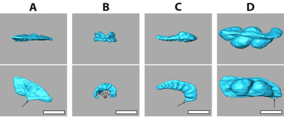 Figure 53D reconstructions of the gastric caecum of selected irregular sea urchin species3D reconstructions of the gastric caecum of selected irregular sea urchin species