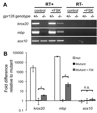 Fig. 2. The maintenance of krox20of 50 μM FSK from 50 to 55 hpf. Mutants that received the FSK treatmentshow continued expression of  and mbp expression does notrequire Gpr126 signaling