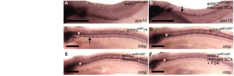 Fig. 5. Activated PKA expression in Schwann cells rescues mbpshowing expression of (3 dpf) injected with the Expression was observed in the PLLn of all embryos analyzed (lateral line (black arrowheads) and cranial ganglia (black arrow) (the CNS (white aste