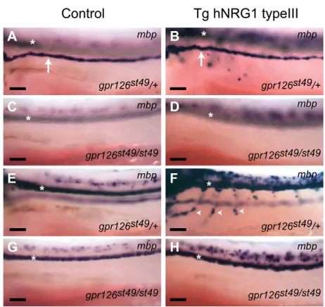 Fig. 7. Overexpression of NRG1 Type III does not rescue myelinationin peripheral nerves of gpr126 mutants