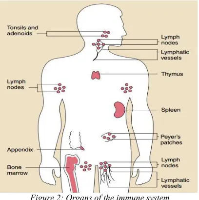 Figure 2: Organs of the immune system 