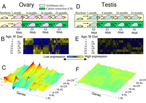 Figure 1Global patterns of gene expression in ovary and testis in mice of age from 1 to 24 months, and on an AL or a CR dietovary; (C) three-dimensional heatmap of expression of the same genes in ovary; (D) experimental design for males; (E) two-dimensiona
