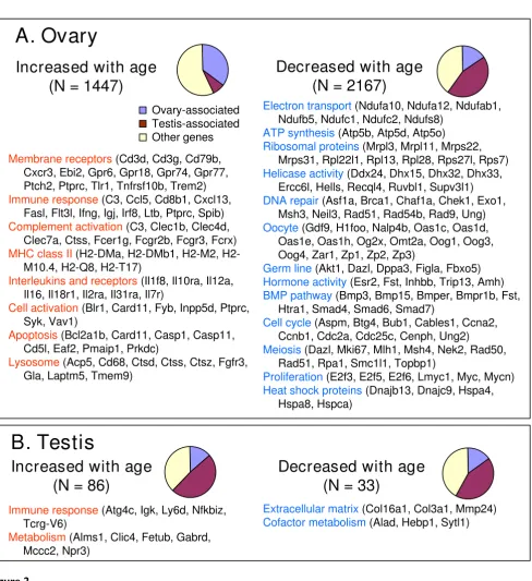 Figure 2Functional groups of genes affected by ageFunctional groups of genes affected by age