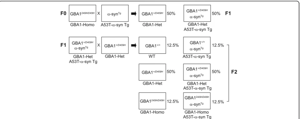 Fig. 1 Breeding strategy. To test our hypothesis that decreased GBA1 enzyme activity affects neurodegeneration in human A53T α-synuclein mousemodel of PD, the GBA1D409H/D409H knock-in mice were crossbred with the hA53T α-synuclein mice