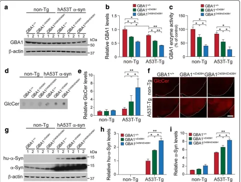Fig. 2 The levels of α-synuclein are dependent on GBA1 enzyme activity. a and b, The expression levels of GBA1 were quantified in the ventral midbrain ofthe indicated genotypes at 6 months of age