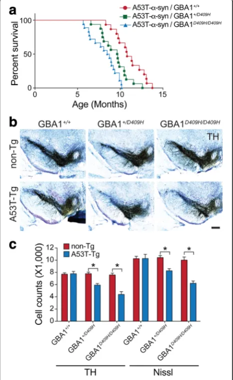 Fig. 3 D409H GBA1 expression shortens lifespan and leads toinduces the lethal phenotype and TH-positive neuronal loss in the SNpcof A53T mutantdopaminergic degeneration in the hA53T α-synuclein transgenicmice