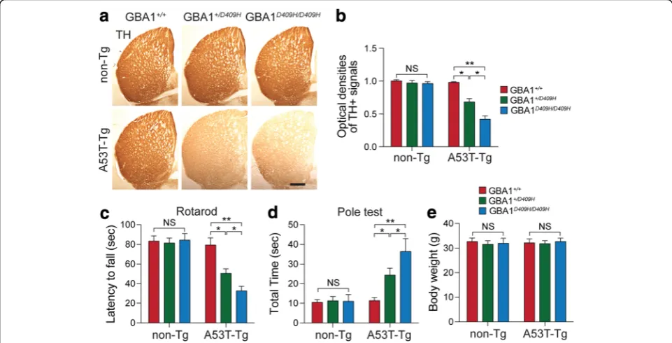 Fig. 4 D409H GBA1 expression promotes reduction of dopaminergic fiber densities and motor deficit in the striatum of hA53T α-synuclein transgenicmice