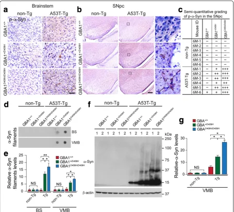 Fig. 5 D409H GBA1 expression leads to the accumulation of pathologicand high-magnification